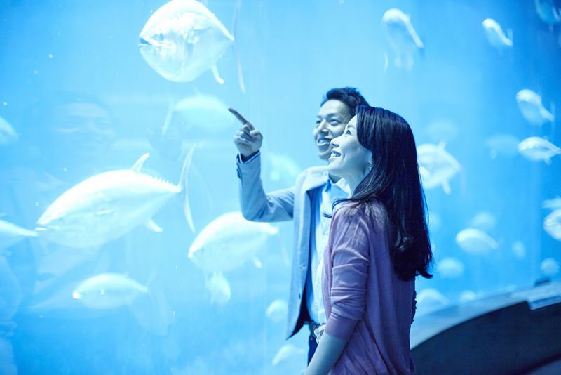 Valentine tại thủy cung